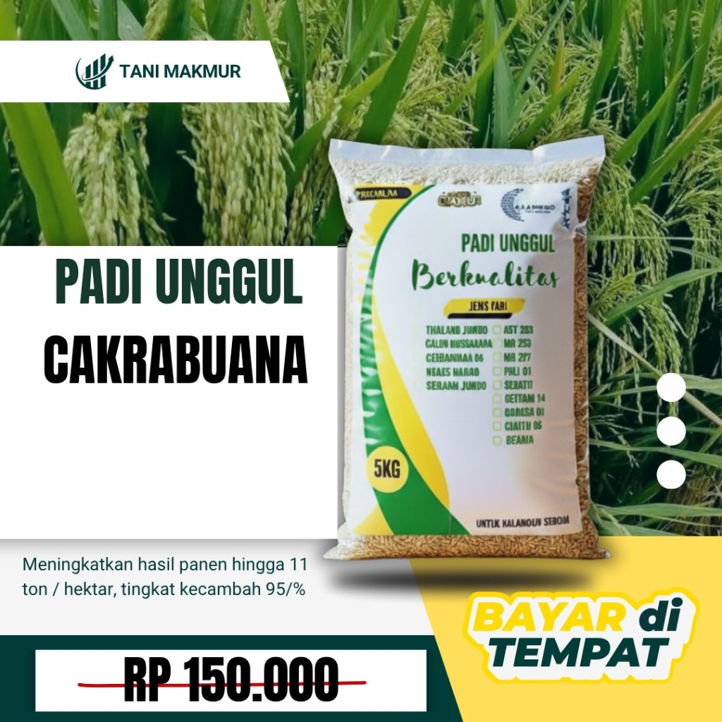 Benih padi unggul CAKRABUANA 04 padi super kualitas super unggul 5kg