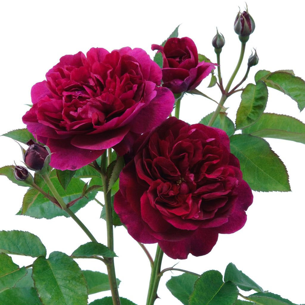 MAWAR IMPORT DARCEY BUSSEL (remaja)