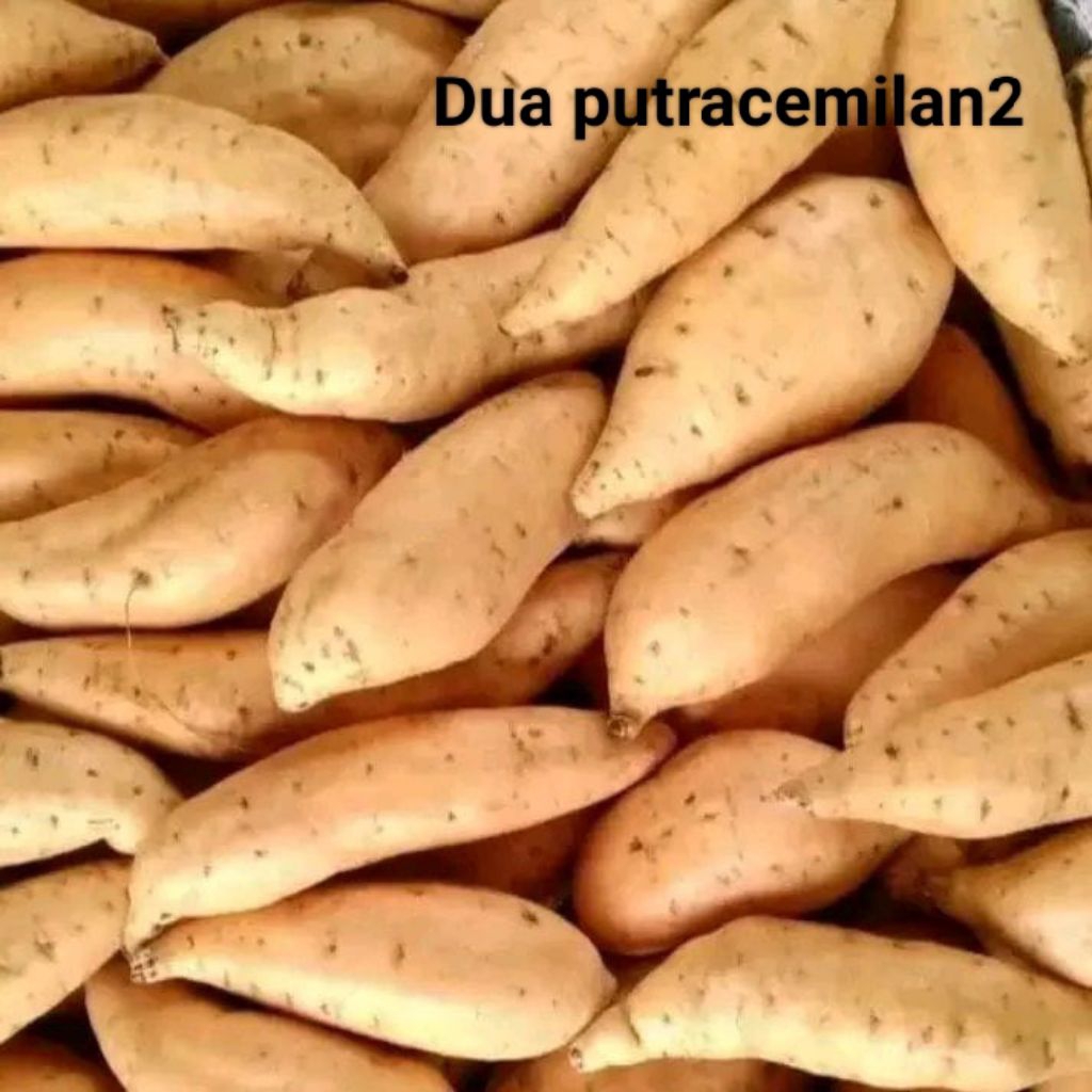 ubi Cilembu madu asli legit