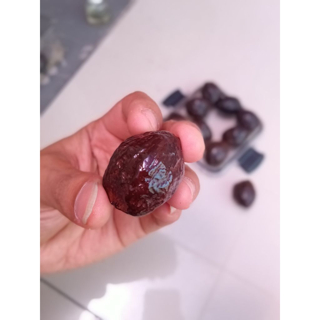 muncang adu jayanti stum ori siap adu