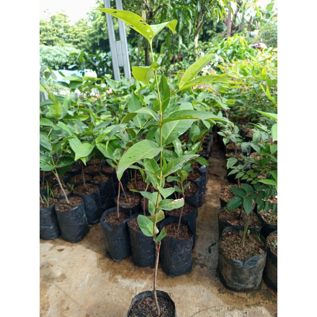 bibit jambu air madu deli