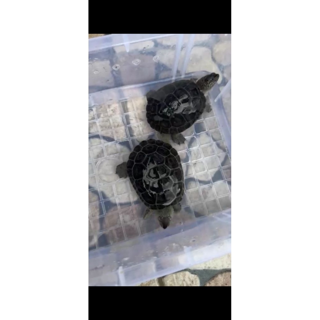 Mainan kura kura Dbt concentric 7-8cm