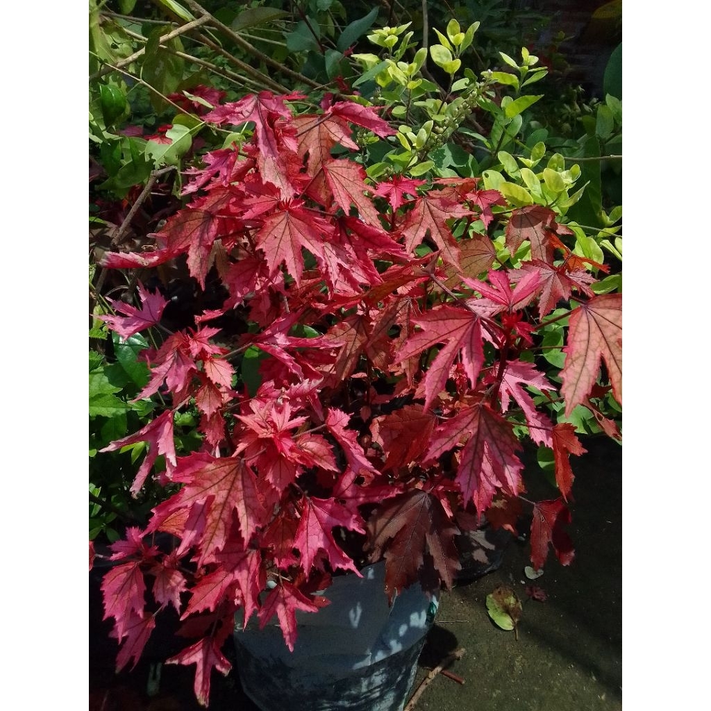 BIBIT BAHAN BONSAI RED PANAMA (BUAT SAMBUNGAN BATANG WARU)