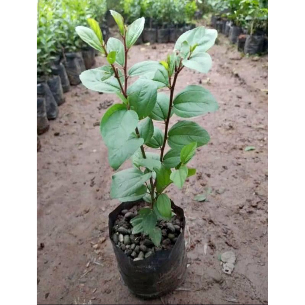 BIBIT POHON BIDARA