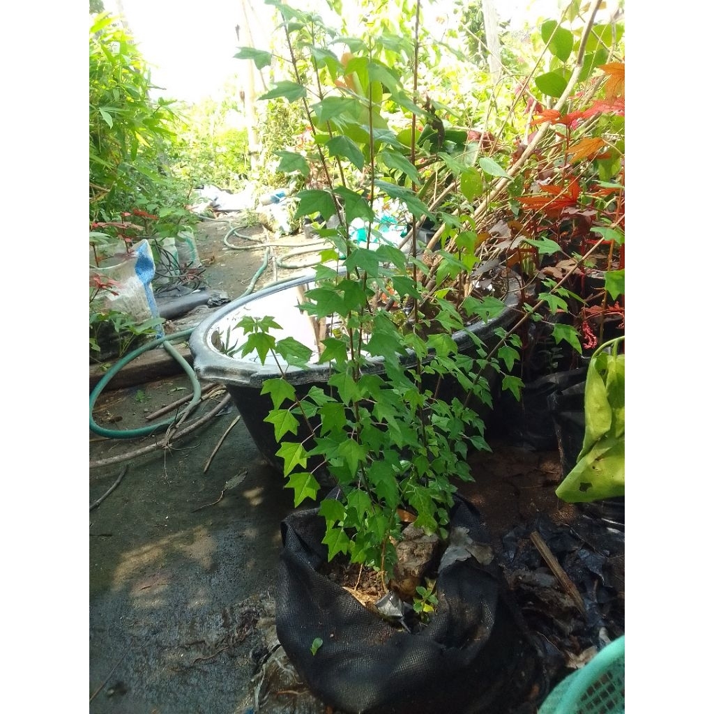 BIBIT BAHAN BONSAI WARENG BINTANG