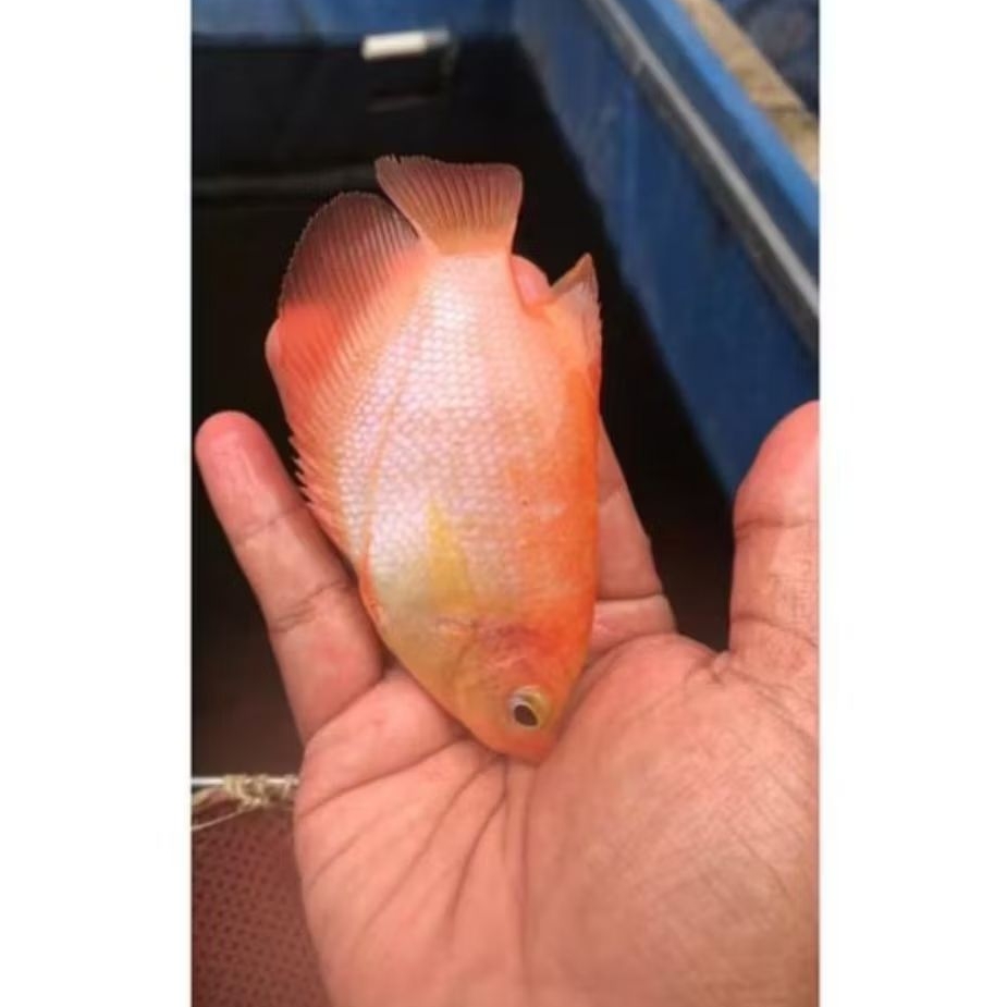 BIBIT IKAN GURAME PADANG SIZE 3-4 JARI [ISI 2 EKOR]
