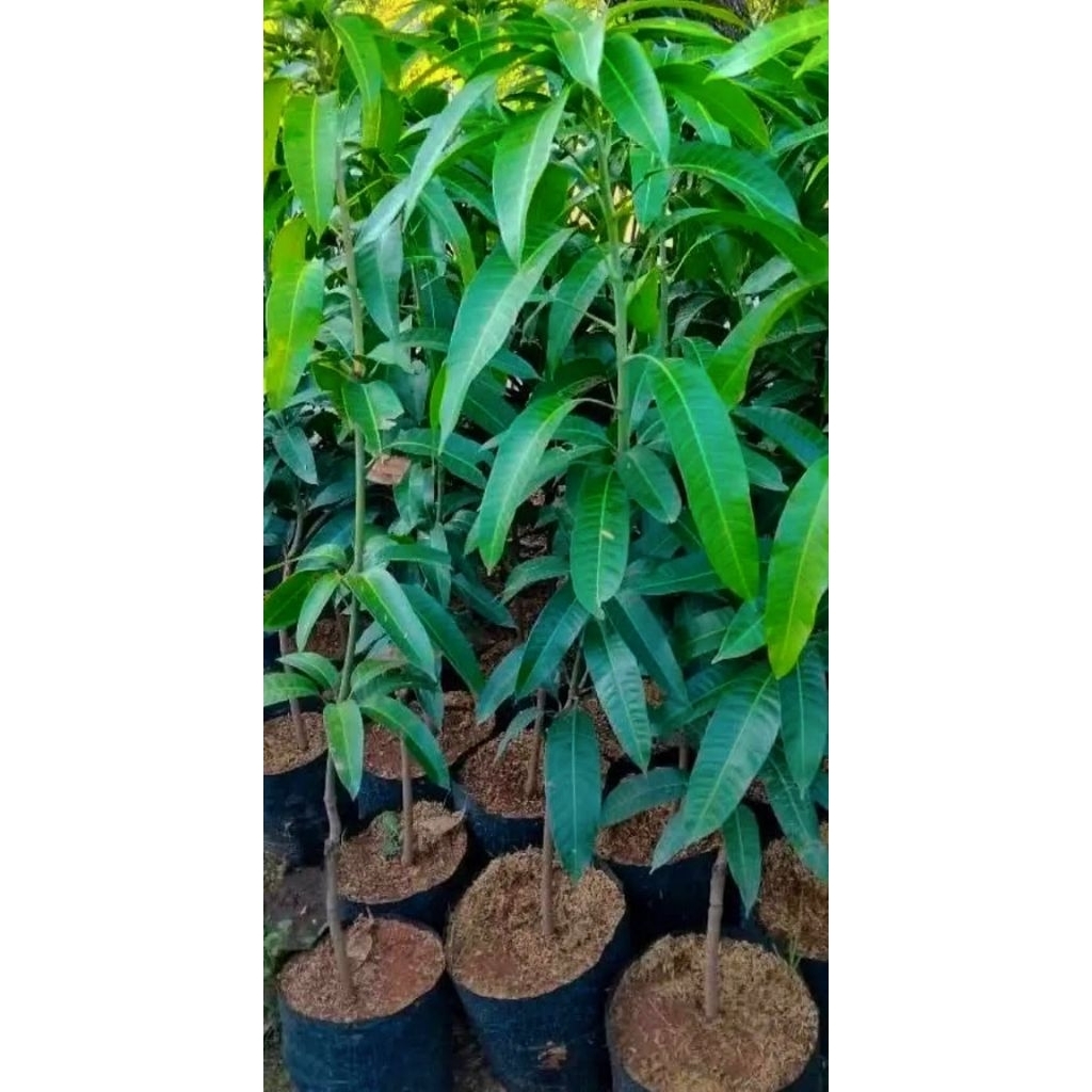 bibit mangga kiojay jumbo