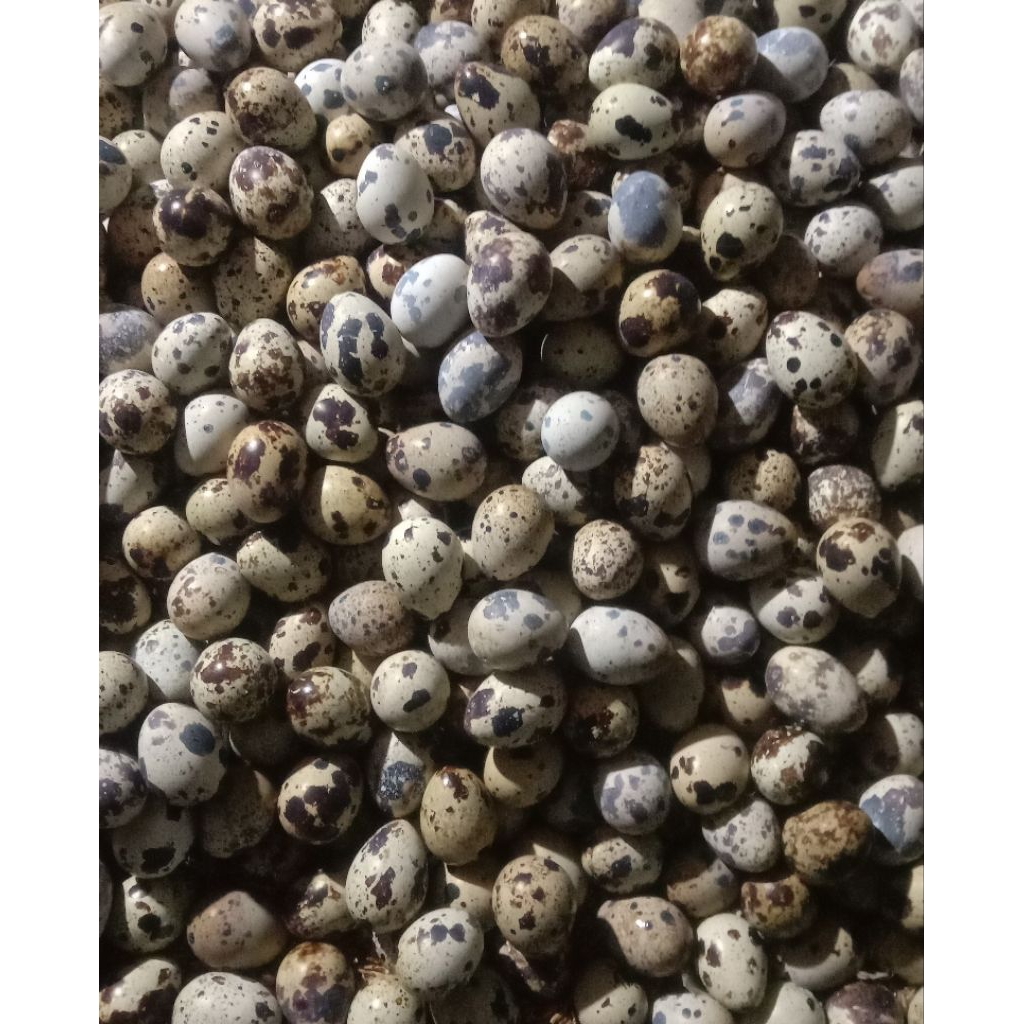 Telur Puyuh Fresh & Praktis 1Kg Mentah