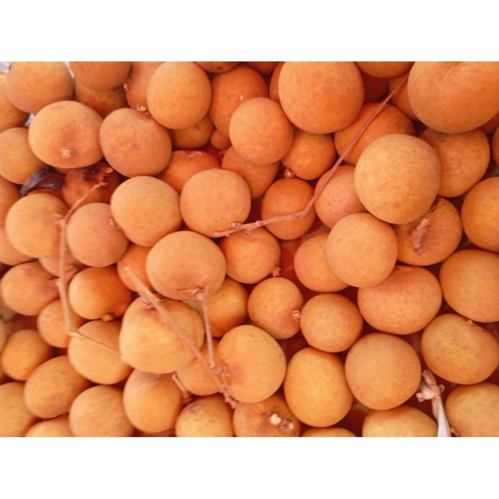 Buah Lengkeng Klengkeng Kelengkeng manis segar