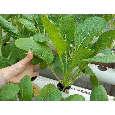 Sayur Caisim Hidroponik 200 gr Sayur Segar Hidroponik