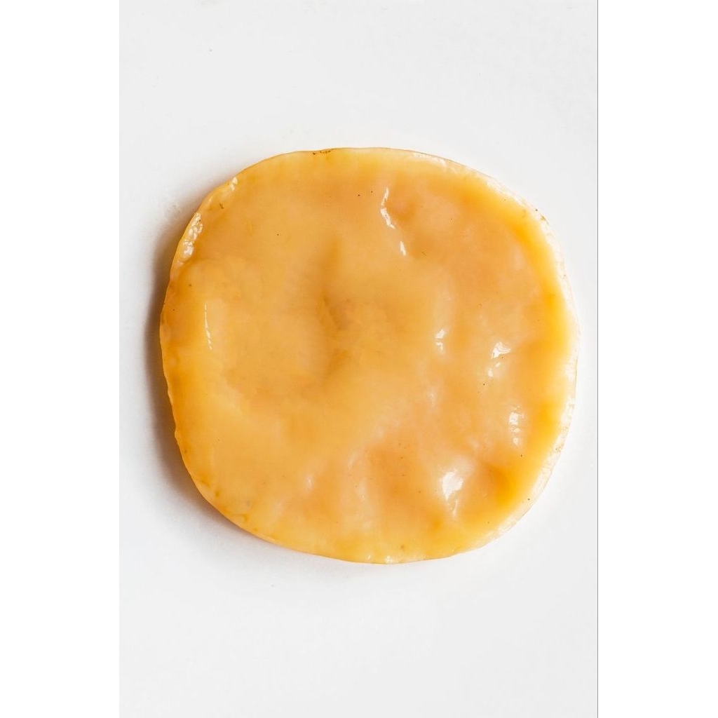 SCOBY KOMBUCHA | BIBIT KOMBUCHA
