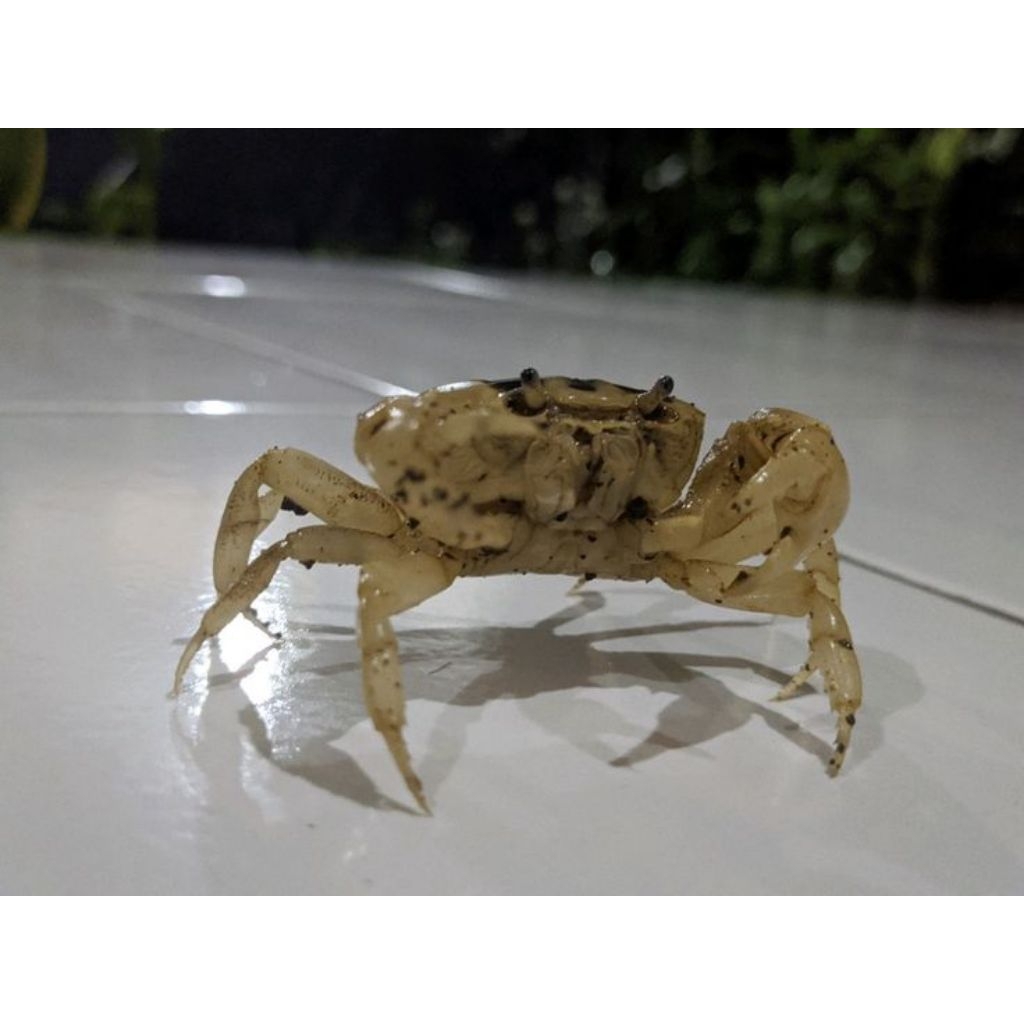 kepiting hiasan