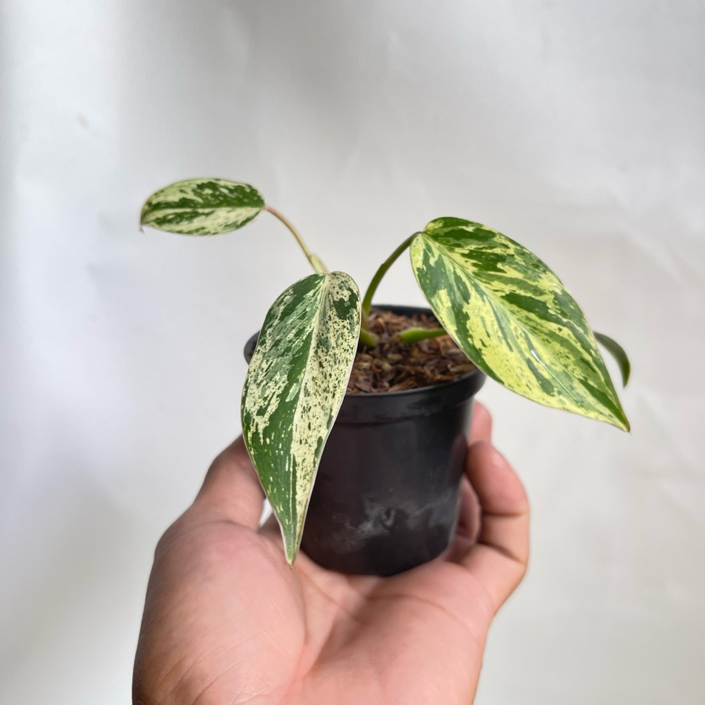 philodendron ilsemanii philippines variegata / Tanaman hias / Tanaman koleksi / Indoorplant