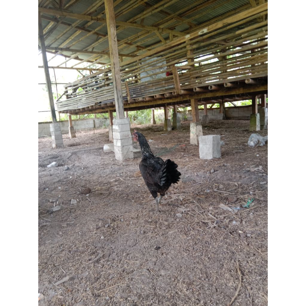 ayam kampung asli betina indukan