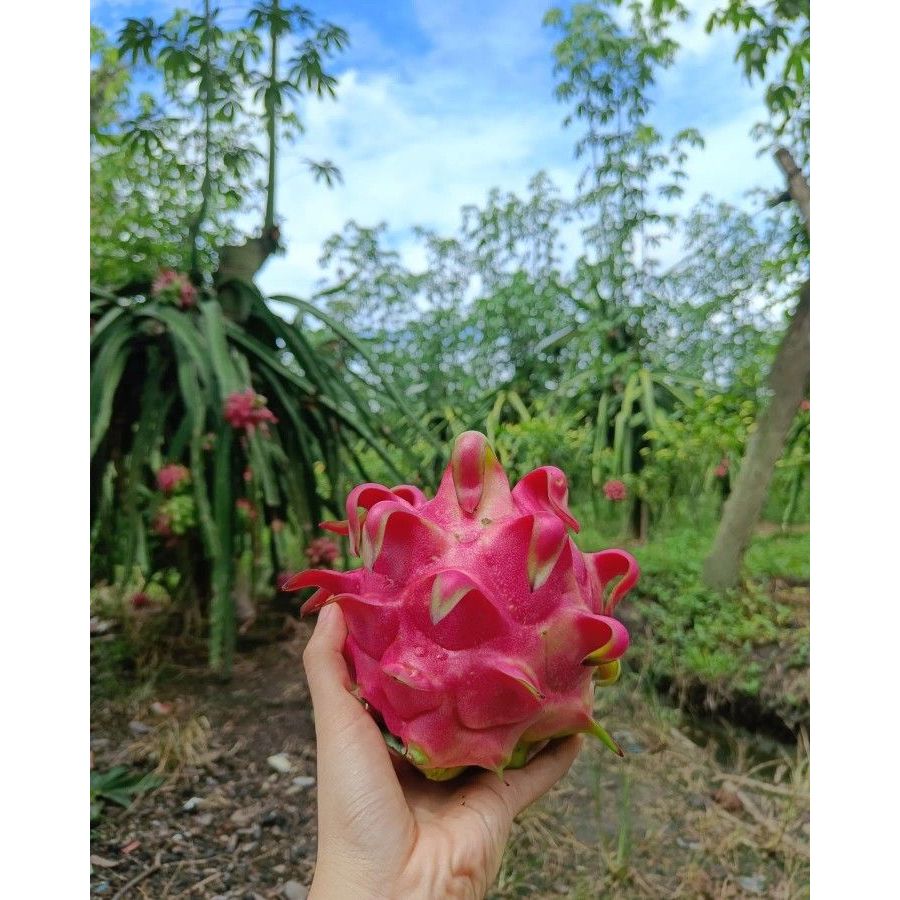Buah Naga Merah Segar 1kg