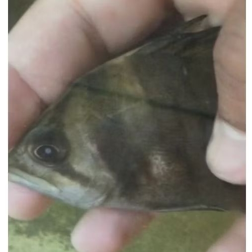 Indo datz ikan datz borneo