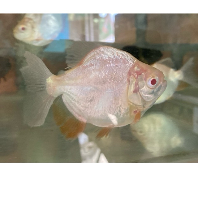 pacu albino super A
