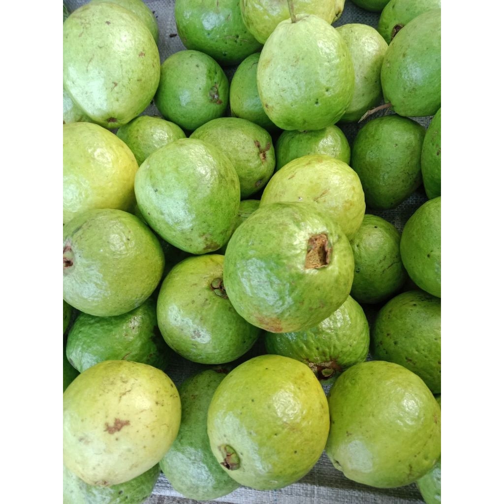 jambu merah (jambu jus) besar