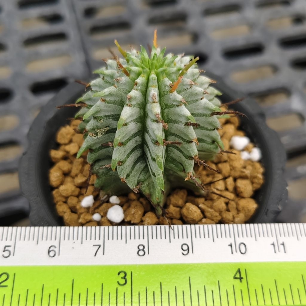 Tanaman Euphorbia horrida zebra dari Jepang