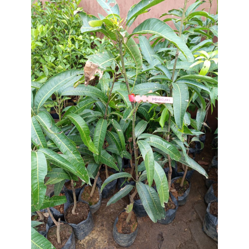 bibit buah mangga miyazaki