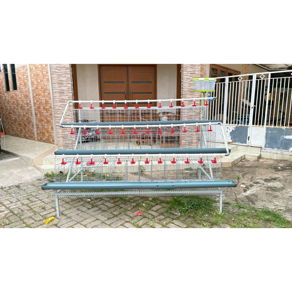 Kandang ayam Petelur