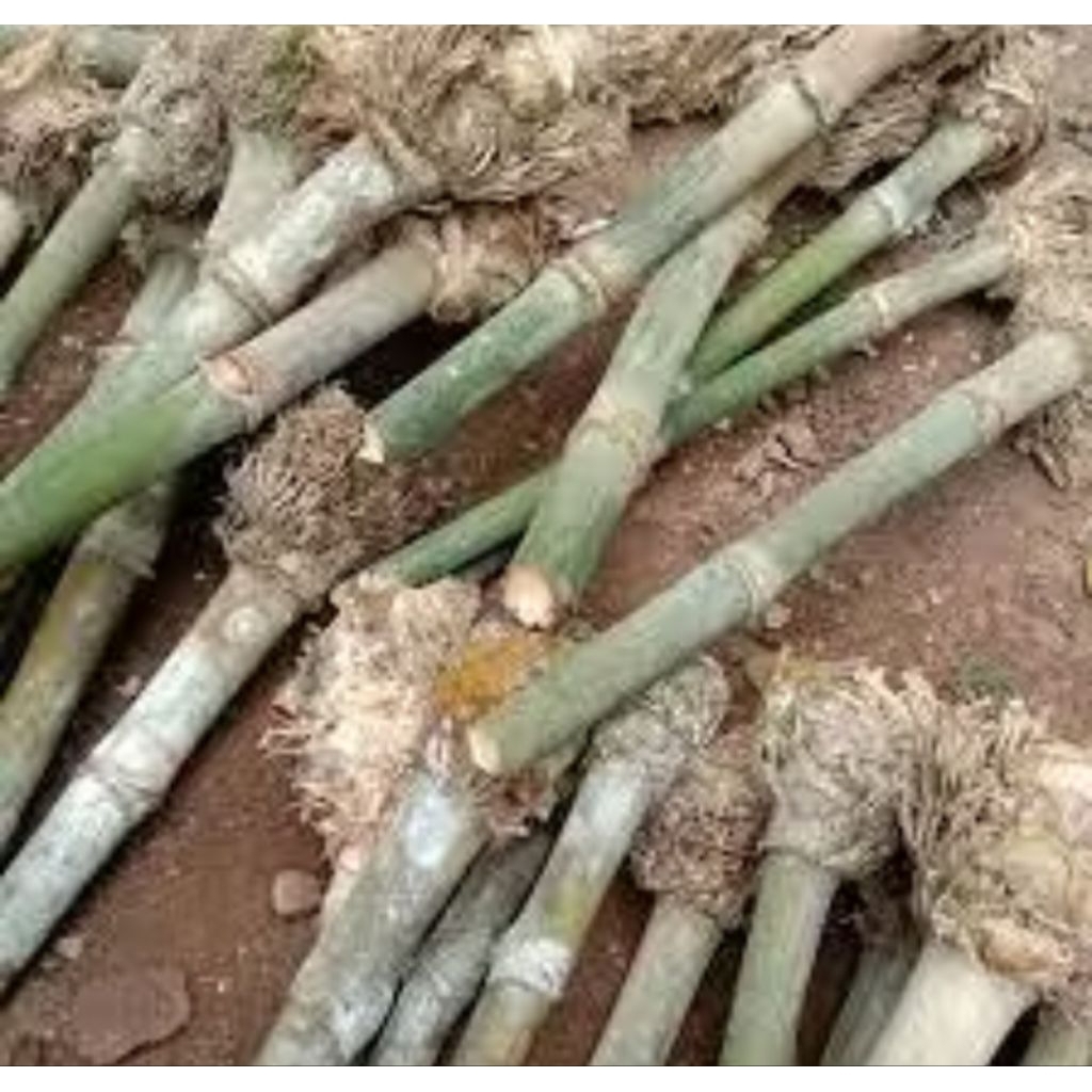 Bibit bambu petung jumbo asli
