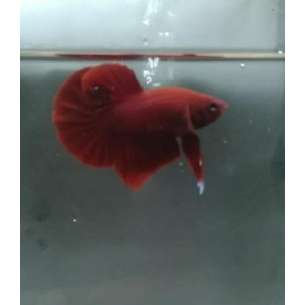 hiasan aquarium ikan cupang super red hmpk