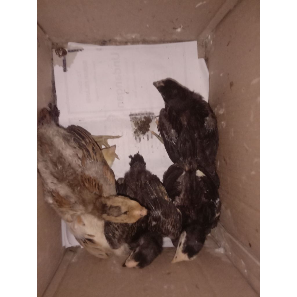 anakan ayam ekor lidi 1,5 bulan lebih