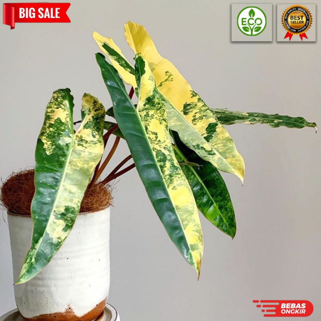 (PROMO) bibit bonggol philodendron billietiae varigata/kabel busi varigata