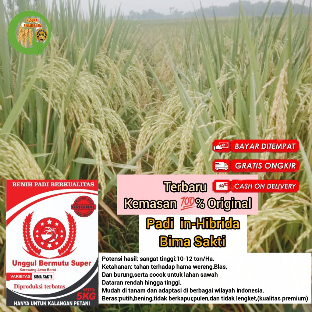BIBIT PADI BIMA SAKTI SUPER 5KG ORIGINAL PREMIUM