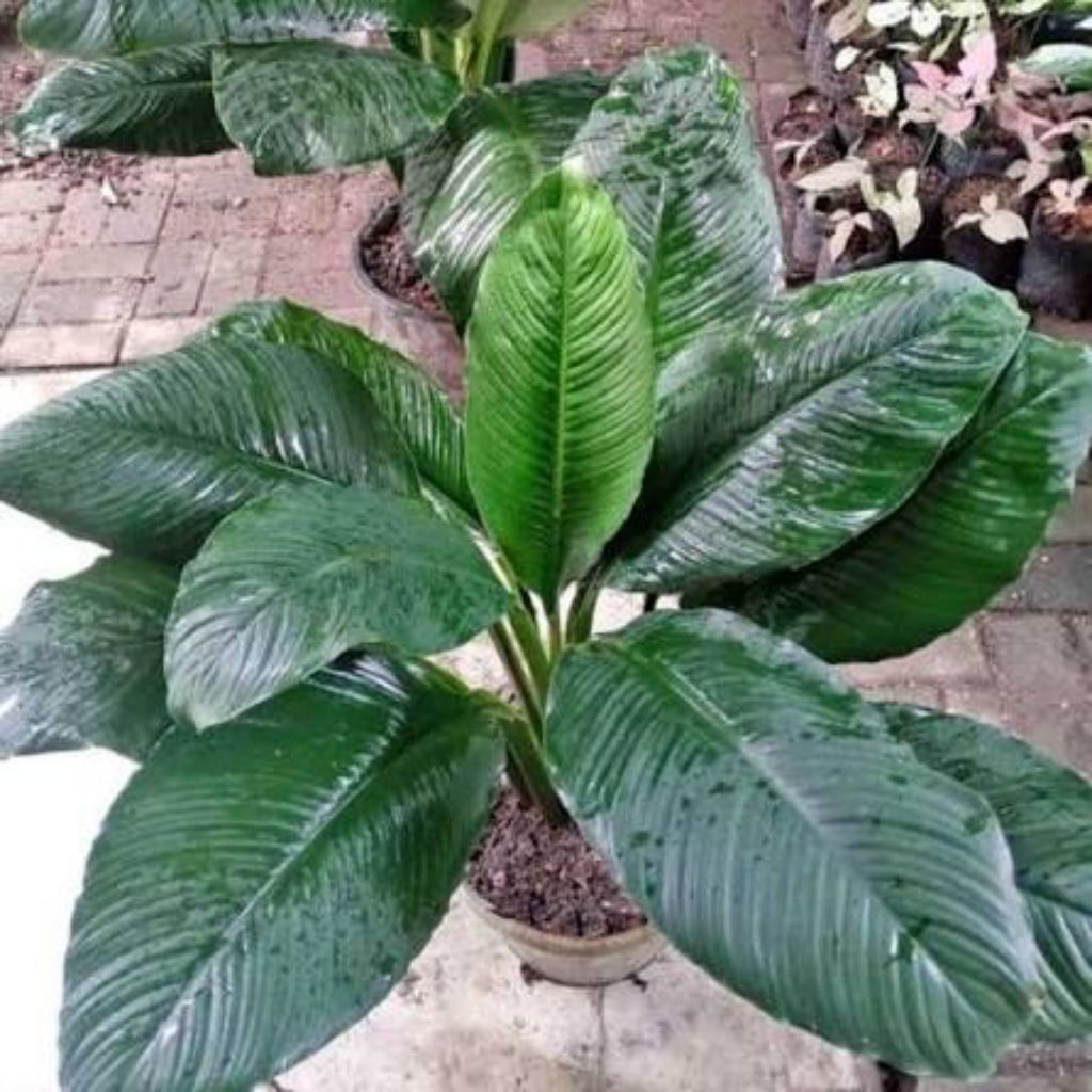 Tanaman bunga sepatu filum bangkok peace lily size remaja induk penyerap polusi udara tanaman indoor