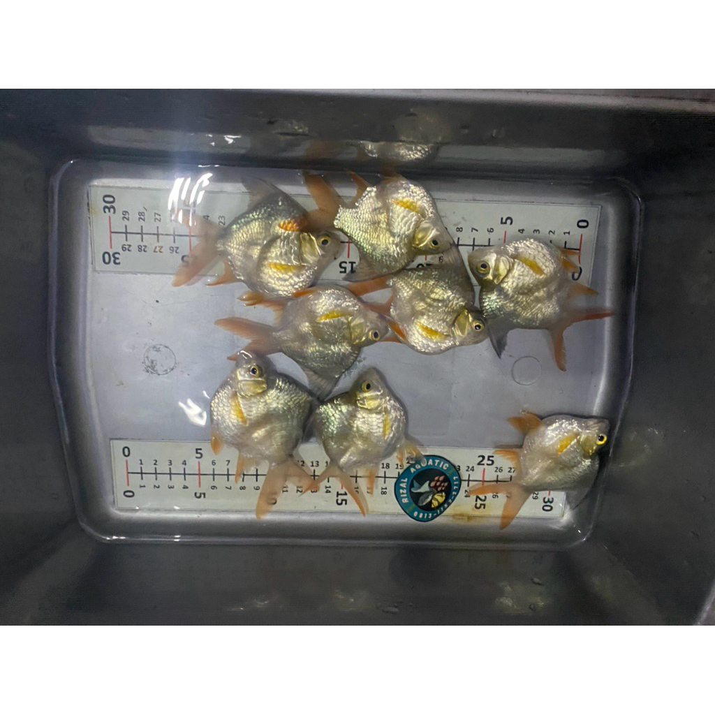 stiker kaviat sb king ijo/green