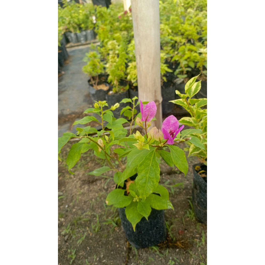 bogenvil vietnam splash Original