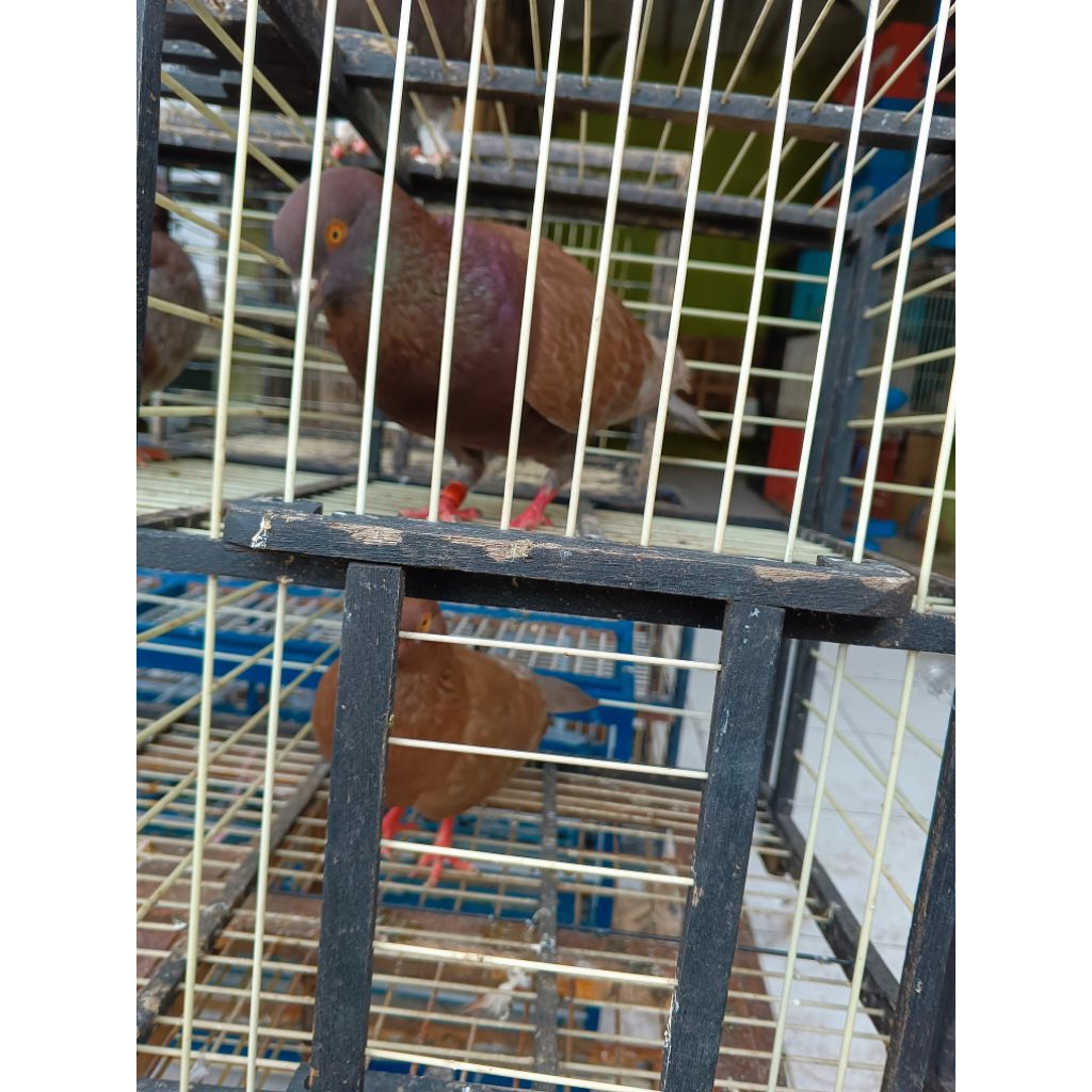 burung dara giring keras siap main