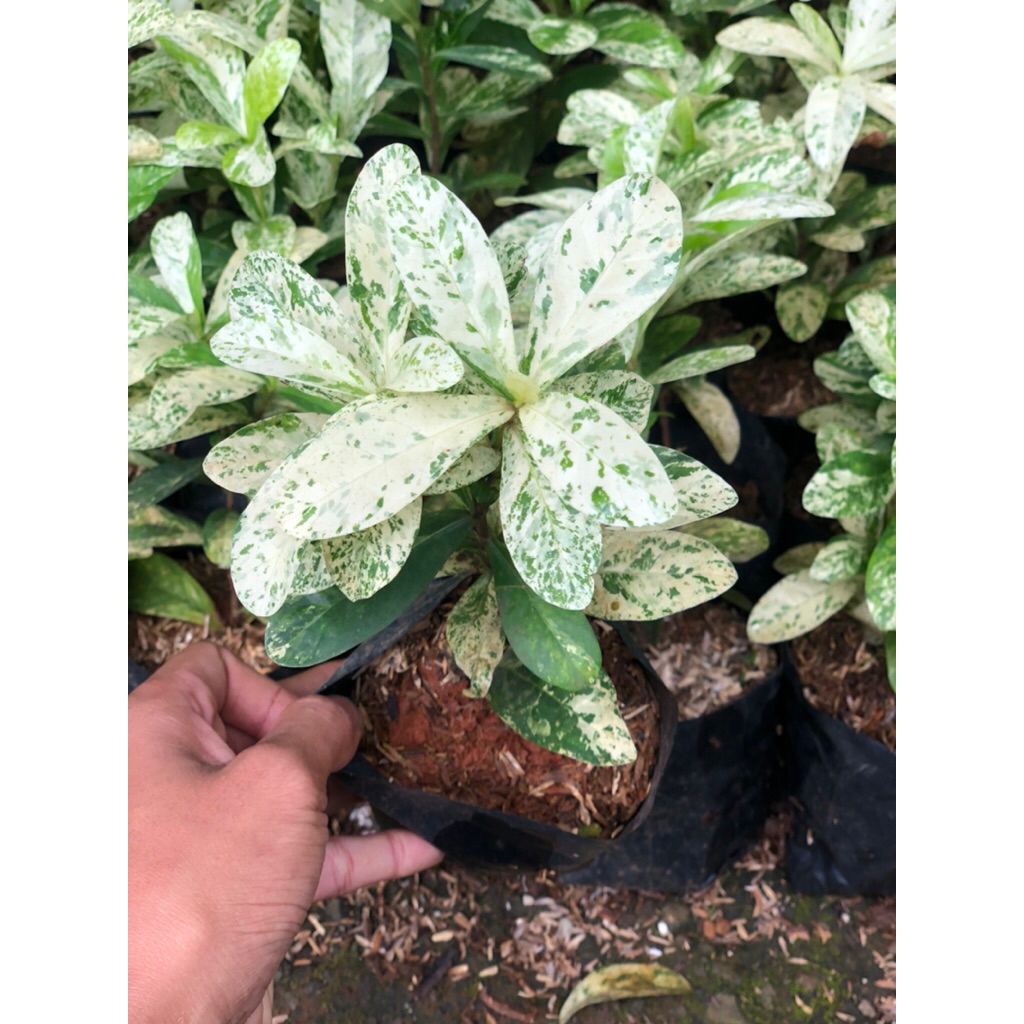 (NEW) BISA COD Tanaman hias asoka varigata - tanaman outdor asoka - asoka var