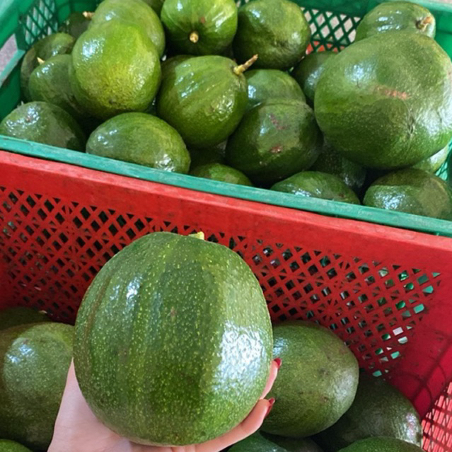 Alpukat Markus / Alpukat Aligator / Alpukat Blitar / Aligator / Markus / 1 kg isi 2-3 buah