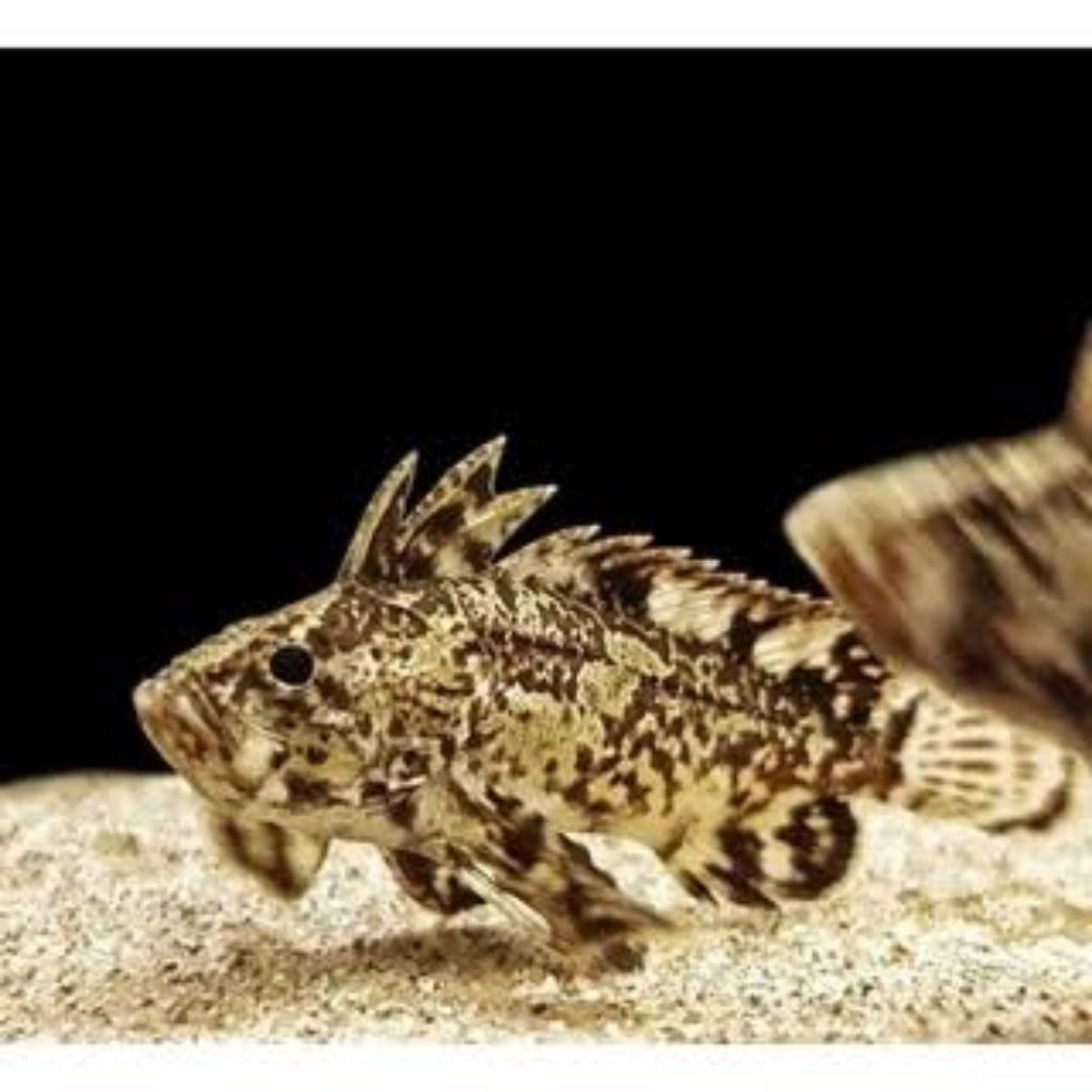 ikan goby butterfly air tawar