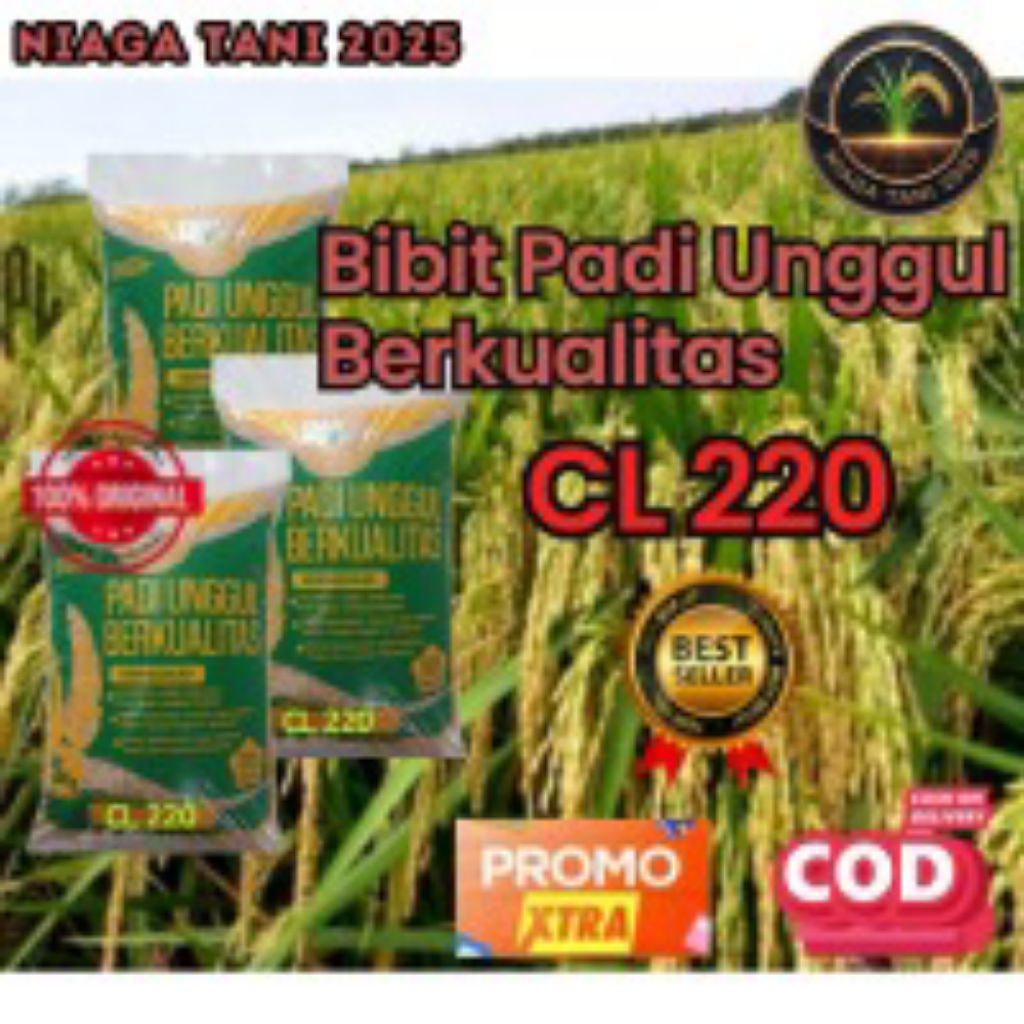 bibi padi unggul berkualitas CL220