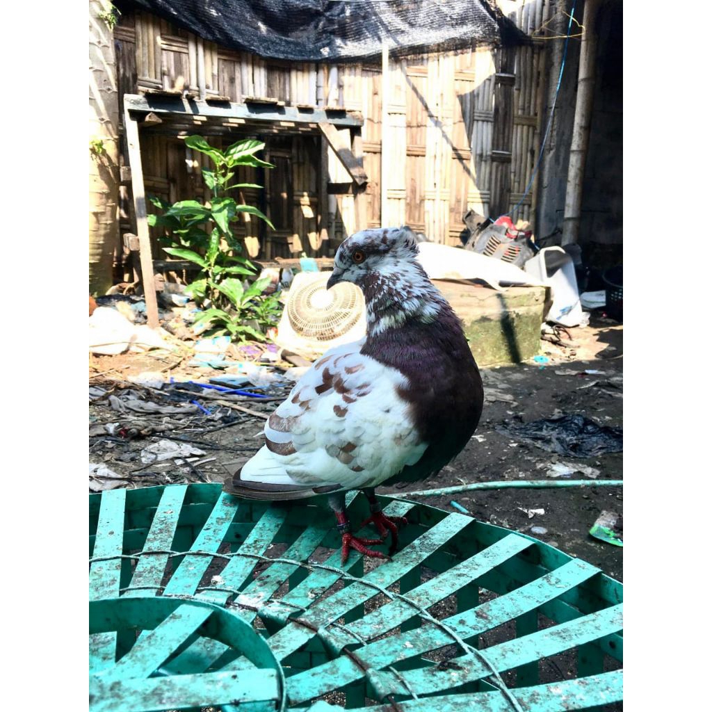 Merpati tinggian