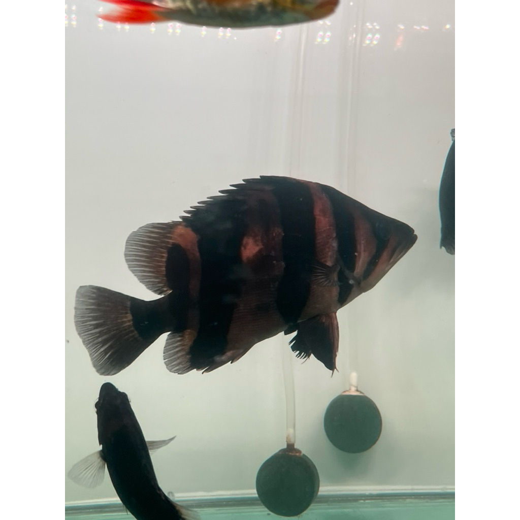 ikan datz sumatera 3 bar