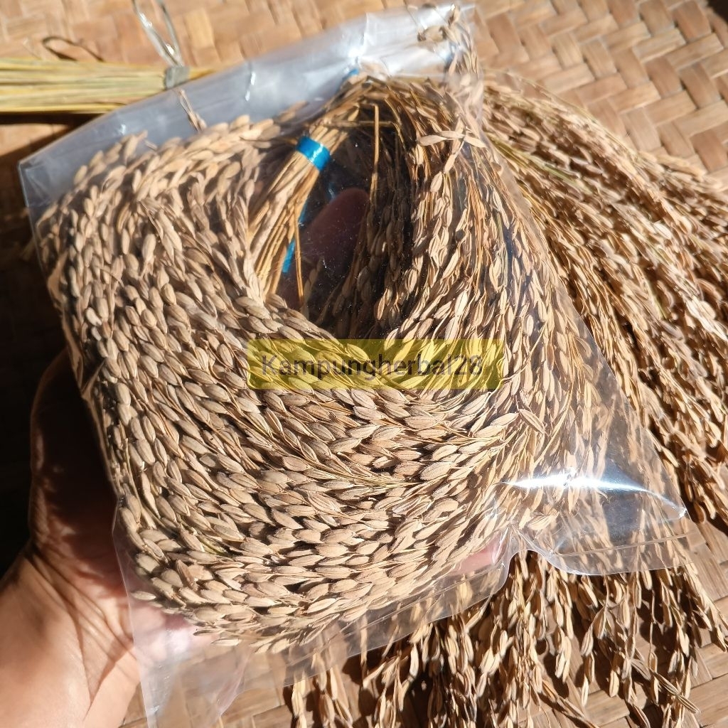 Benih padi ketan hitam 30 tangkai super / ketan hitam bertangkai