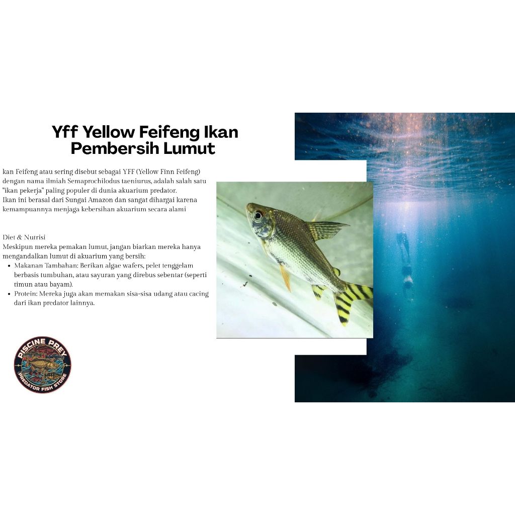 Yff Yellow Feifeng Ikan Pembersih Lumut 14-16 cm