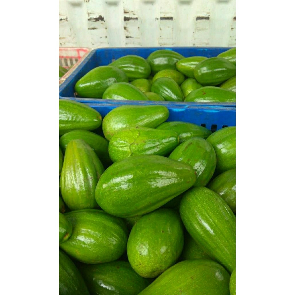 alpukat mentega alpukat aligator alpukat Miki.