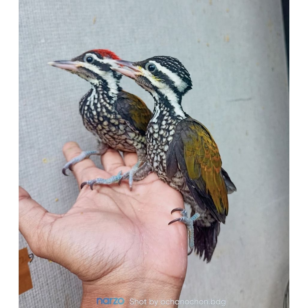 pelatuk bawang anakan