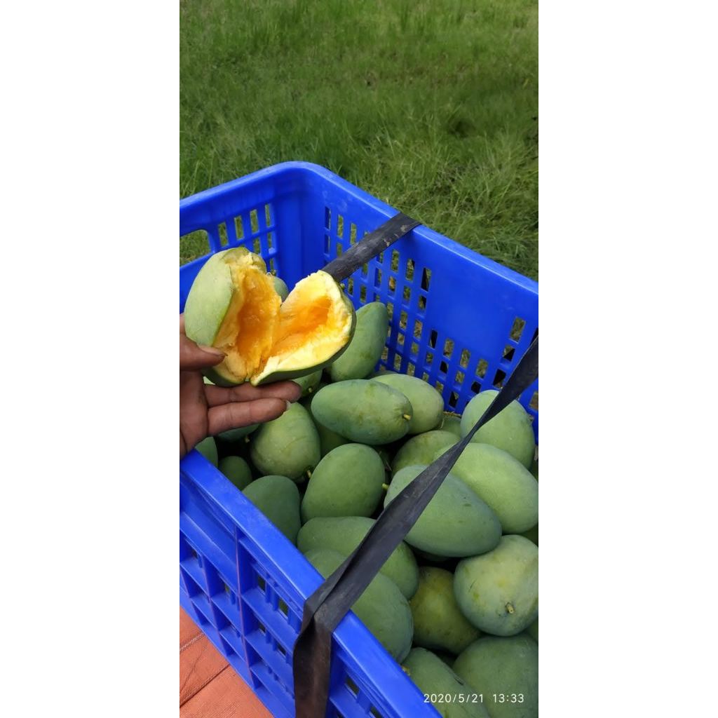 MANGGA harum manis / gadung 1kg isi 2-3-4