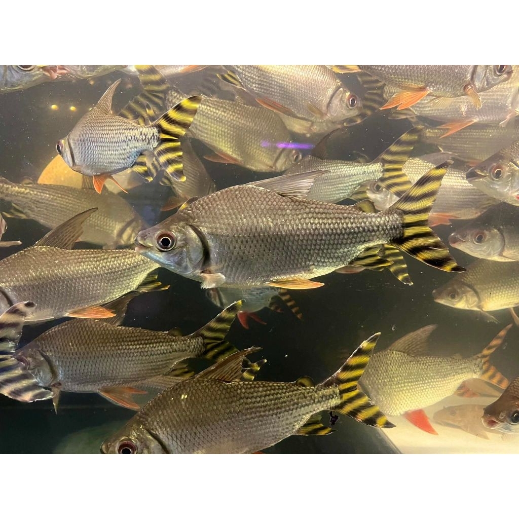 American Yellow Flagtail / Feifeng Jumbo 22cm - Ikan Pembersih Lumut