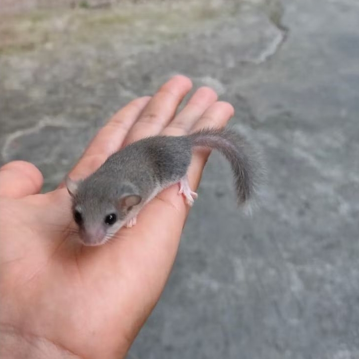 African Pygmy Dormice/Tupai Kecil Afrika Murah