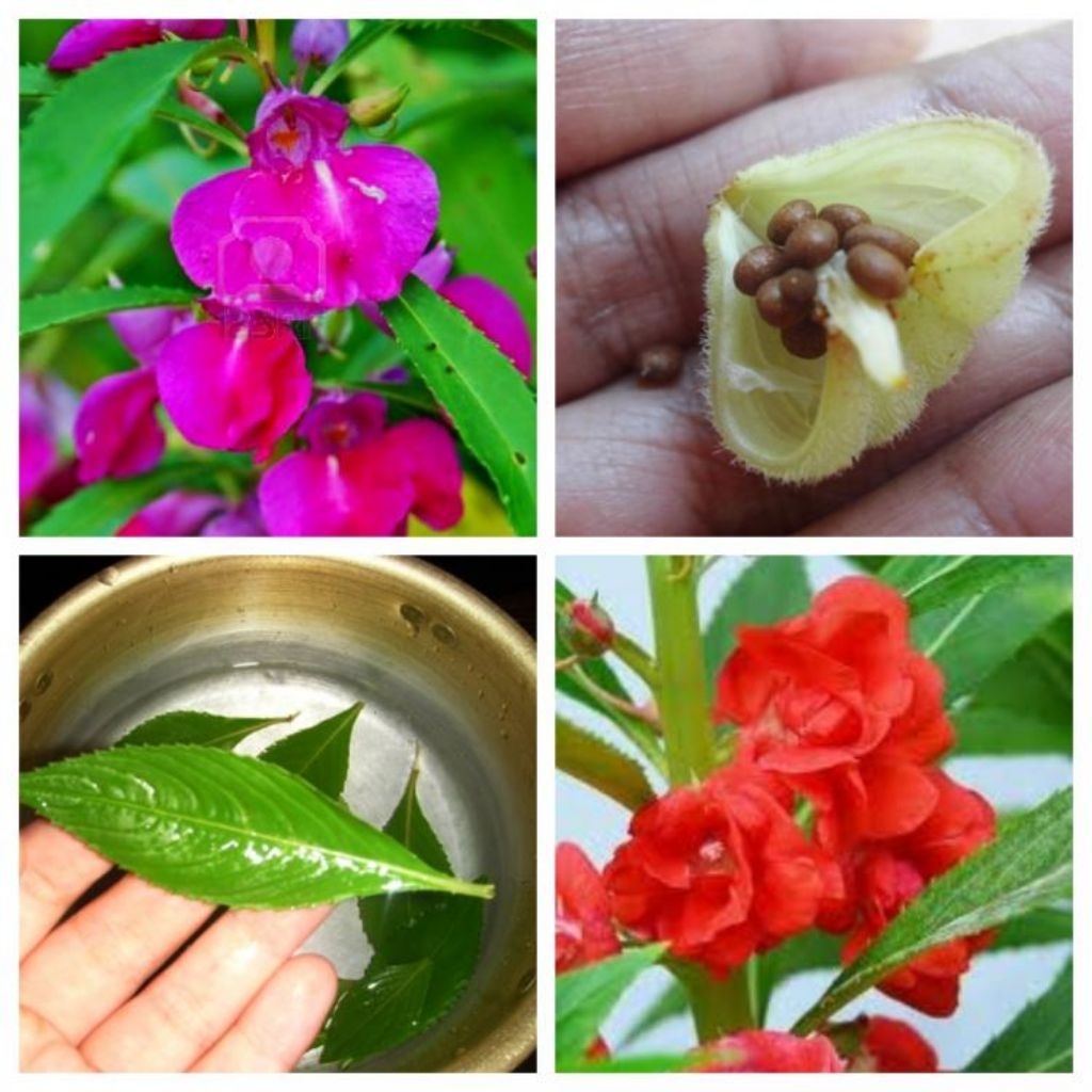 50grm bibit,biji,benih bunga pacar air rose balsamina kelopak mawar.