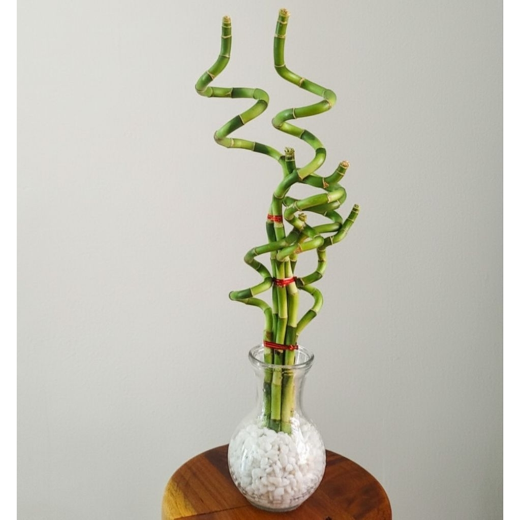 Bambu hoki cina Curly/Ulir isi 6 batang souvenir imlek