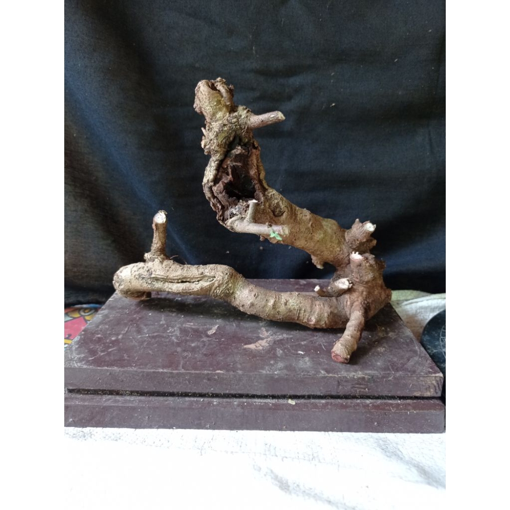 Bahan bonsai ileng ileng small